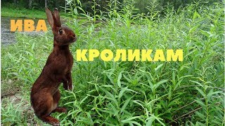 Ива - значение веточного корма в кормлении кроликов летом / Заготовка веников на зиму