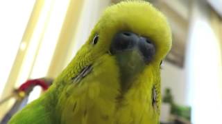 This Budgie Can Talk Fast - Pedro Video # 28 - Liz Kreate