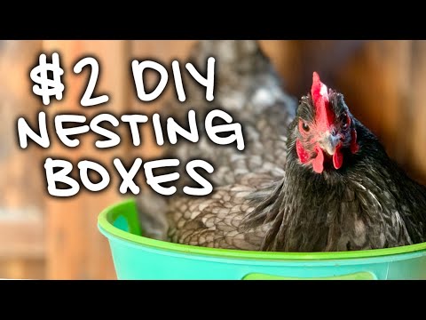 , title : 'DIY CHEAP EASY Chicken Nesting Boxes | Only $2 from Dollar Tree | No Woodworking!'