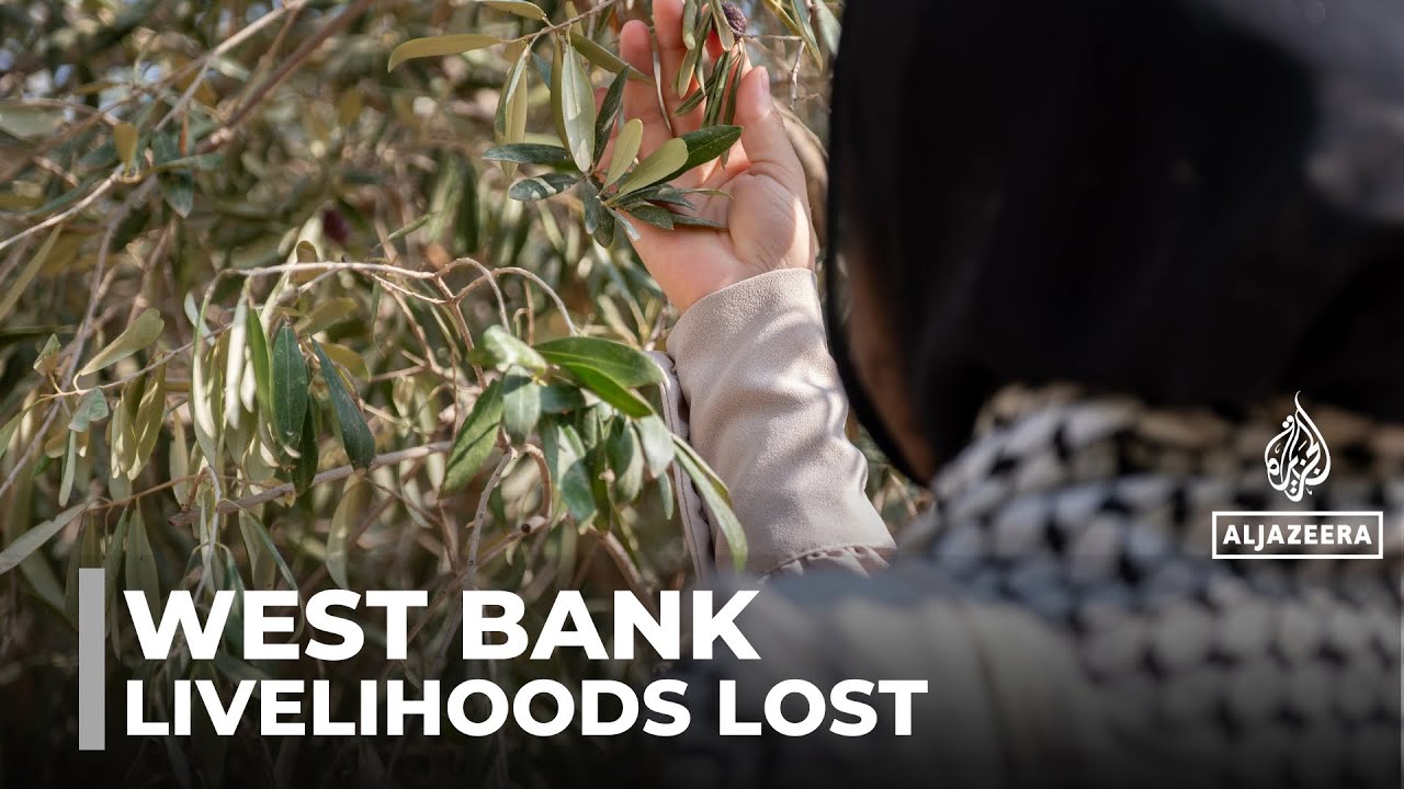 Olive trees destroyed: Israeli 'land grab' tears up Palestinians' livelihoods