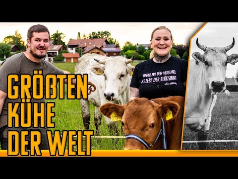 CHIANINA - Größte Kuh-Rasse der Welt in Bayern