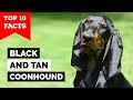 Black And Tan Coonhound - Top 10 Facts