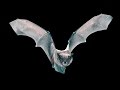 Bat uses sense of touch to catch a mealworm 