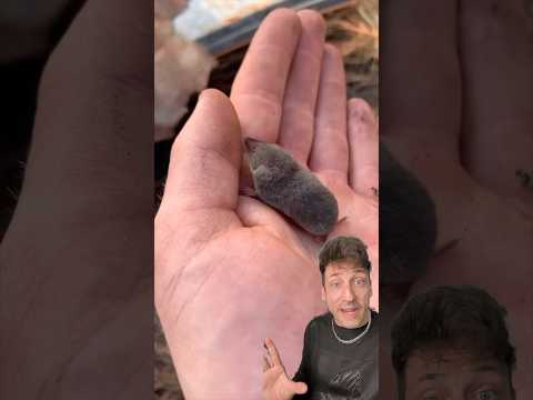 The Northern Short Tailed Shrew in a MENACE