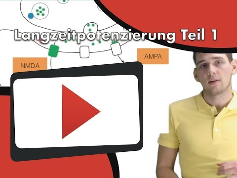 Langzeitpotenzierung Teil 1 -  im Interview mit Dr. Weigl