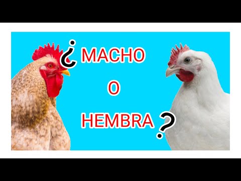 , title : 'COMO SABER SI TU POLLO ES MACHO O HEMBRA (nueva forma) //gallinas en casa//'