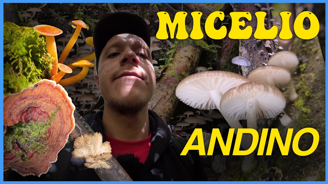 Video 1