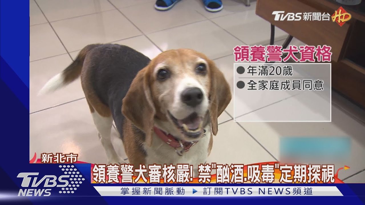 太聰明！「退休警犬」找新家　「老狗」超搶手