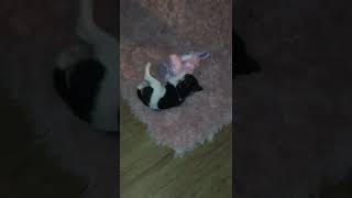 Rat Terrier Puppies Videos