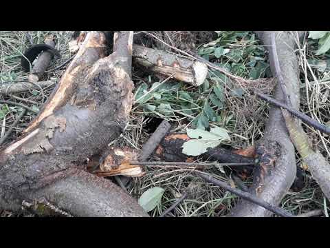 Gniazdo os na wsi. //Osa pospolita//Osy w ziemi// Dziura w ziemi