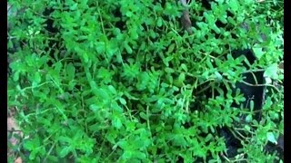 Brahmi oil - best for hair growth in children 