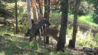 ENIGMA (KNOCKING ON FORBIDDEN DOORS) Mont-Tremblant Deer