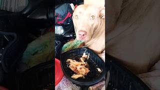 Oh the shame! #ladythepitbull #cutedog #puppyface