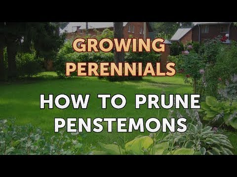 Can I Propagate a Peony From a Cutting