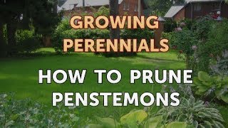 How to Prune Penstemons