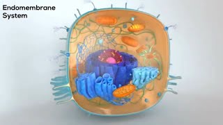 The Endomembrane System- Moving Proteins inside a Cell