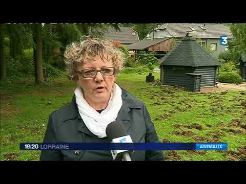 Sangliers : les dégats dans un jardin