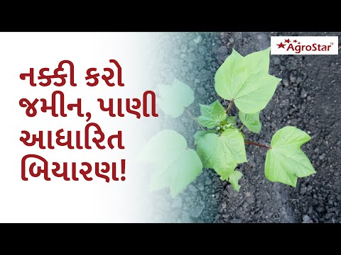 કપાસના બિયારણ ની પસંદગી 