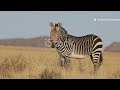 Kalahari Survival Lions Meerkats Wildlife Of The Desert Sands