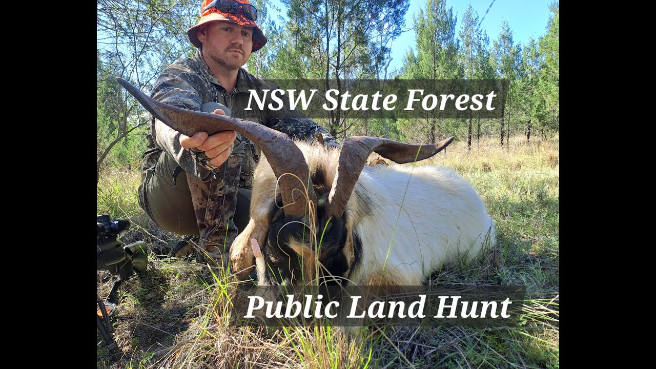 Barrett's Outdoor Adventures - Public Land Hunt NSW State Forest