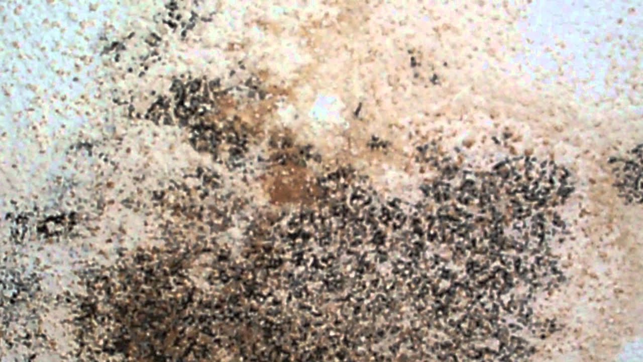 What disease is caused by Penicillium?