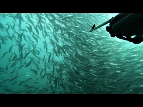 Spearfishing Norway, July 2022