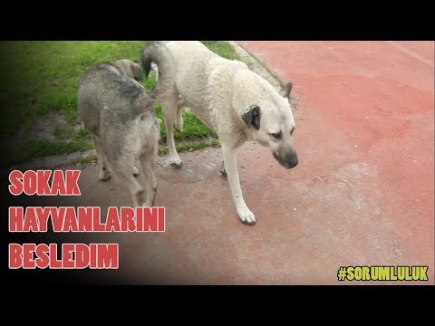 SOKAK HAYVANLARINI BESLEDİM #SORUMLULUK