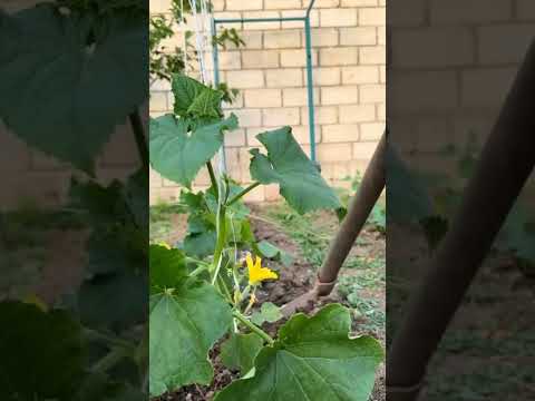 the process of fertilizing cucumber plants #shorts