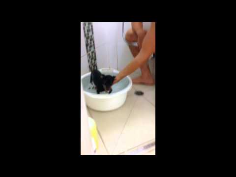 Prague Ratter Prazsky Krysarik Bath Time