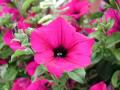 Everyday I Love You By Boyzone