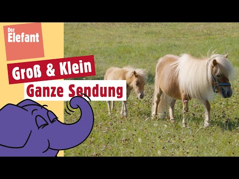 , title : 'Wie hoch kann ein Pony springen? | Der Elefant | WDR'