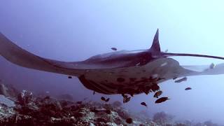 preview picture of video '鬼蝠魟風暴MANTA RAY | WA DIVING'