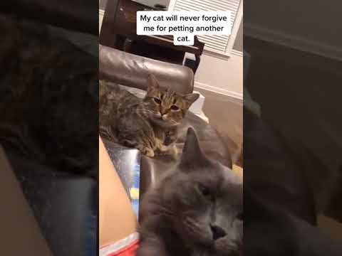 my cat will never forgive me for petting another cat#short video# funny cating