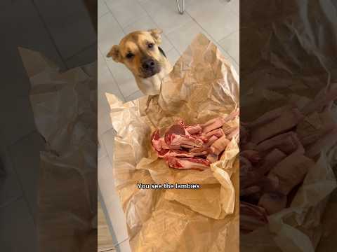 Rescue puppy’s priceless reaction to tasting lamb for first time