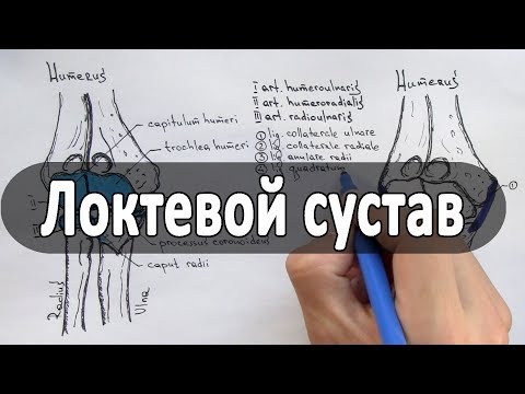 Анатомия локтевого сустава - meduniver.com