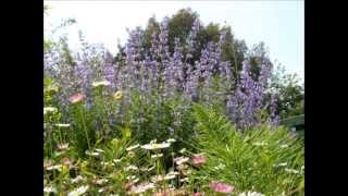 Hugues Aufray   La Terre est si belle