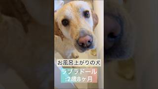 お風呂上がりの犬🐶🧡 #ラブラドールレトリバー#dog #犬#short #犬のいる暮らし#お風呂 #ランちゃん#大好き#整う#大型犬#愛犬#可愛い犬#家族 #日常