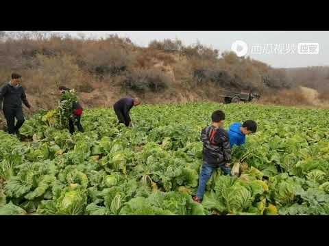 犟媳妇儿