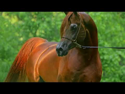 Pride of Poland Summer Sale 2025 S18 Payal (Al Ayal AA - Pataria/Kahil Al Shaqab)