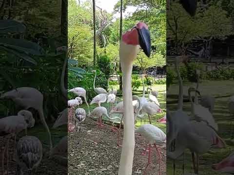 Flamingo in Khao Kheo zoo (Thailand) #thailand #pattaya #travel #ecotourism #khaokheowopenzoo