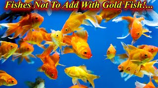 Gold Fish உடன் சேர்த்து போடகூடாத மீன்கள்!. Fishes That Are Not Supposed To Add / Fish Aquarium Tamil