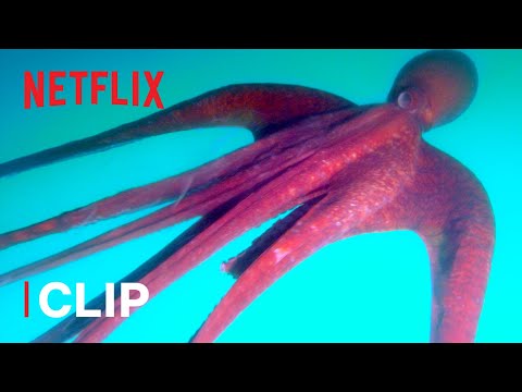 Thumbnail of the video: Why Do Octopuses Eat Their Tentacles?! ๐ Absurd Planet | Netflix Futures