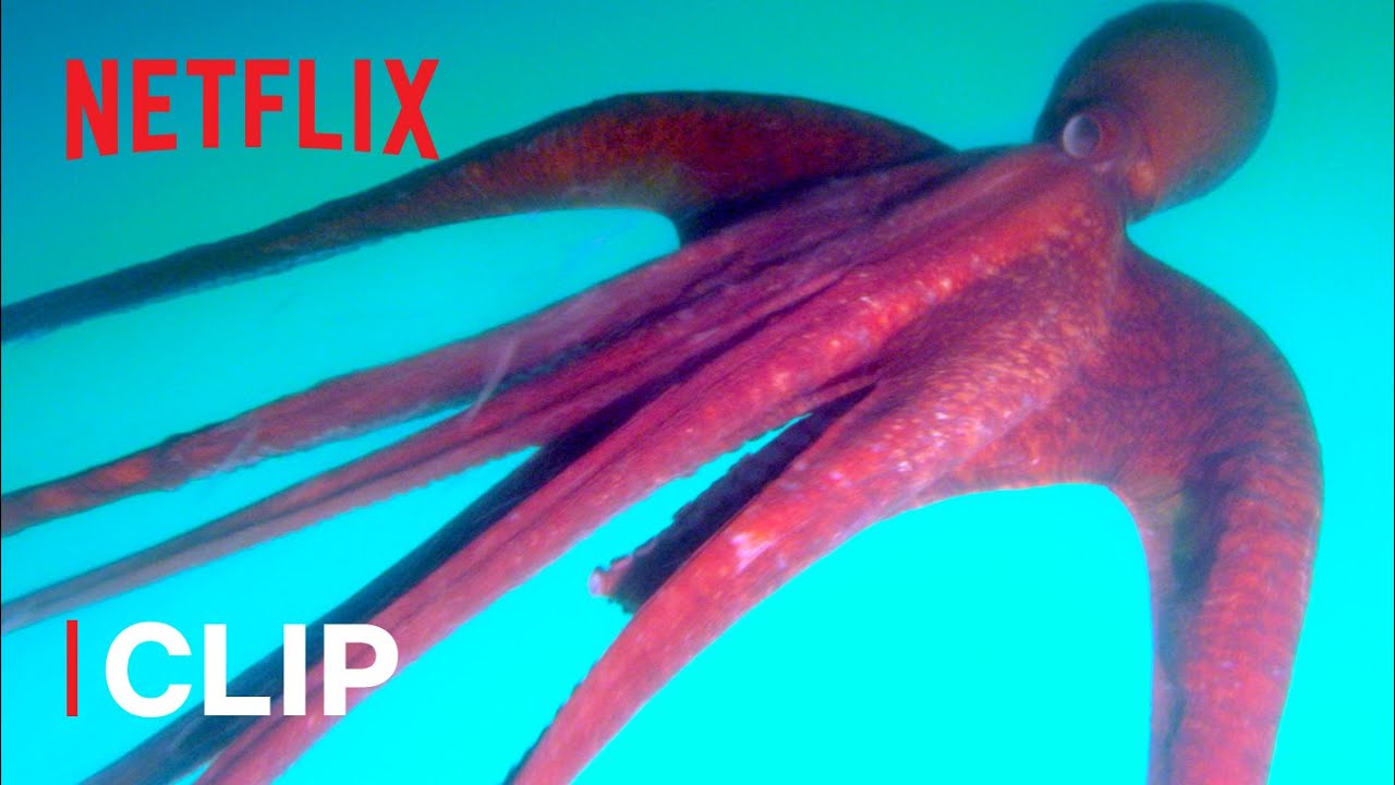Why Do Octopuses Eat Their Tentacles?! 🐙 Absurd Planet | Netflix Futures