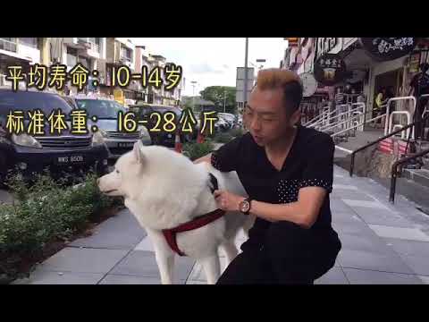 西伯利亚雪橇犬 - 哈士奇 Husky