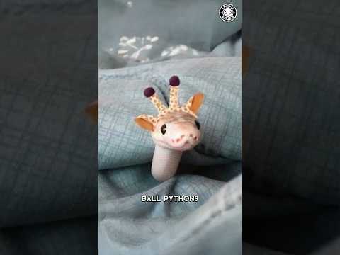 Ball Python 🐍 The Cutest Pet Snake!