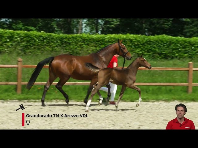 Top offspring Senorita Nienke RV out of mare Miss Nienke RV was sold in the horsesales.auction to Argentina.