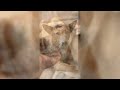 Please Save One Life Donate 1rupee Youtubeshorts Trending Savedogs