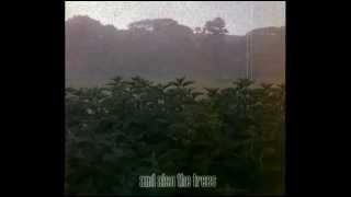 AND ALSO THE TREES - Talk Without Words