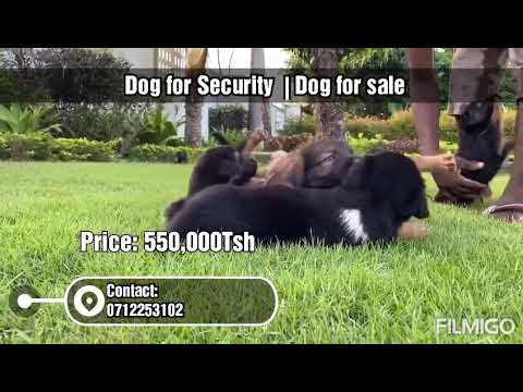 TUNAUZA  MBWA WA ULINZI AINA YA GERMANY  SHEPHERD DOG