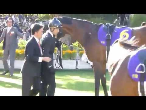 レッドソロモン　in 京都競馬場　at 2015.10.25. 菊花賞　Ｇ１　＃３